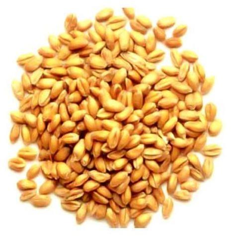 Hybrid Wheat Seeds, Purity : 99%, 100%