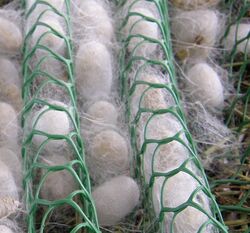 Euro Sericulture Net, Plastic Type : PE