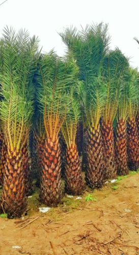Palm Plant, Feature : Eco-friendly, Longer Shelf Life