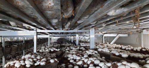 Common Button Mushroom Consultancy, For Cooking, Color : Fresh