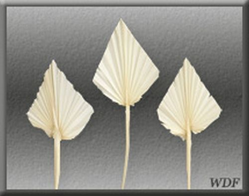 Decoration Palm Spear Bleach, Color : Golden