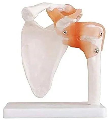 PVC Shoulder Joint Model, Size : 17.5x15x21 Cm