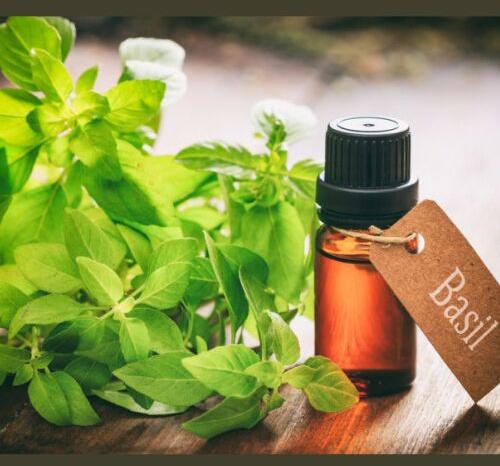 Basil Oil, For Perfume, Cosmetic, Soap Production, Food Medical, Certification : FSSAI Certified