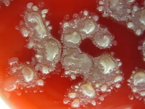 Bacillus Licheniformis, For Animal Feed, Food Industry, Packaging Type : Pouch