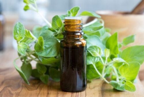 Oregano Oil