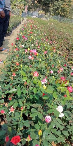 Natural Divine Rose Plant Fresh