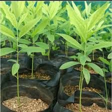 Organic Natural Melia Dubia Forestry Plant, For Nursery Use, Outdoor Use, Packaging Type : Plastic Bag