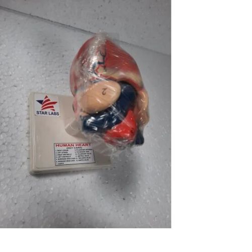 Star Labs Fiber Human Heart Model