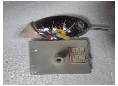 Fiber Human Kidney Model