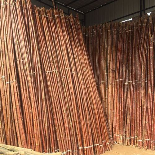 Bamboo Poles, For Camping, Construction, Length : 4.25mtr