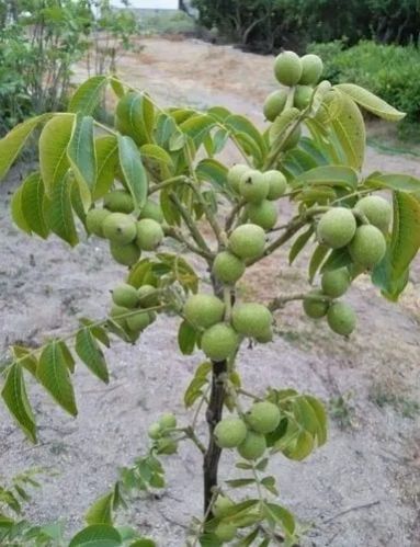 Walnut Plant, Length : 10-20ft
