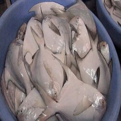 Fresh White Pomfret Fish