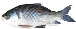 Catla Fish, For Cooking, Human Consumption, Feature : Good For Health, Good Protein, Non Harmful