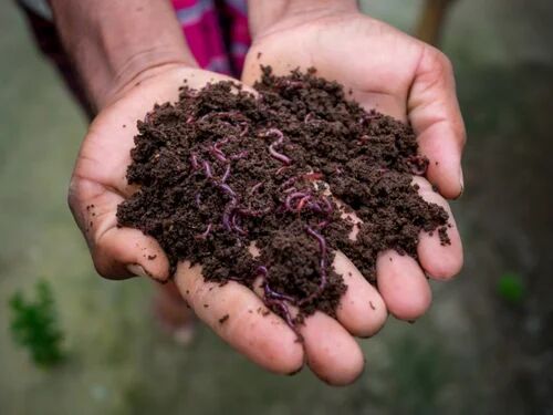 Vermicompost, For All Crops