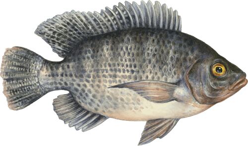 Tilapia Fish