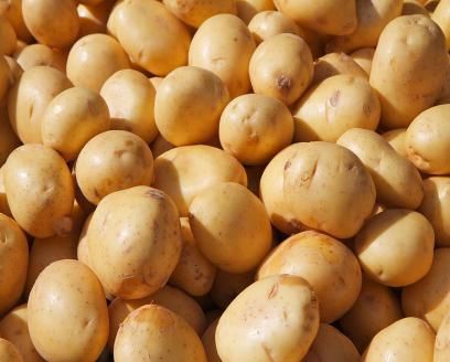 Brown Solid Common Chipsona Potato Seeds, For Agriculture, Style : Raw