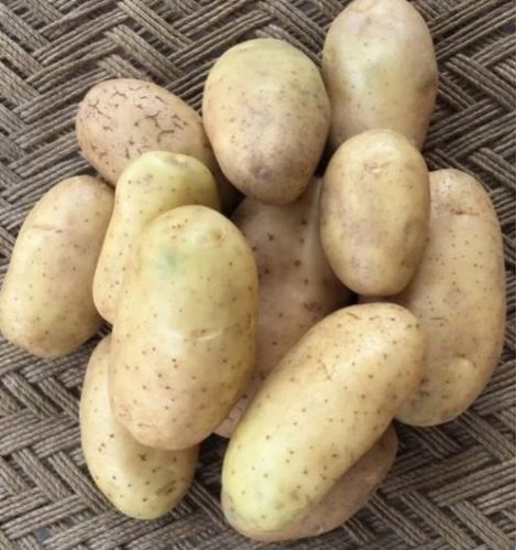 Brown Solid Common Kufri Khyati Potato Seeds, For Agriculture, Style : Natural