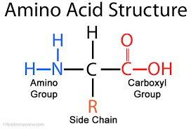 Amino Acid