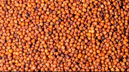 Common Ragi Seeds, For Cooking, Style : Natural