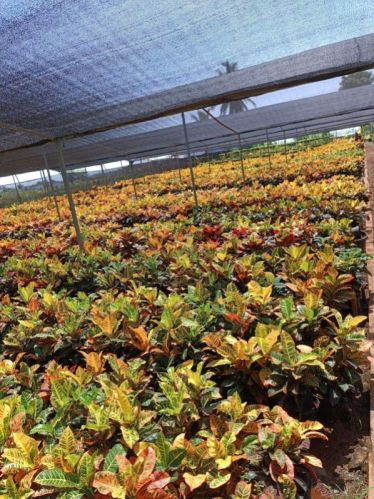 Crotons Multisizes For Ornamental Plant