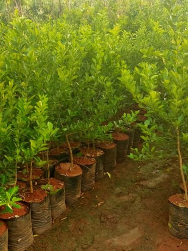 Lemon Plant, For Fruits