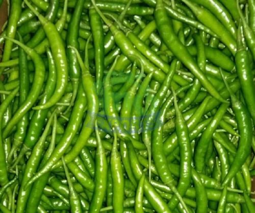 Natural Fresh Green Chilli, For Human Consumption