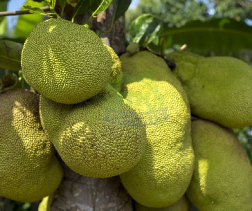 Natural Fresh Jackfruit, For Human Consumption