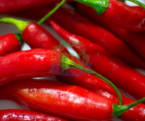 Natural Fresh Red Chilli, For Making Pickles, Cooking, Feature : Hygienic Packing, Optimum Freshness