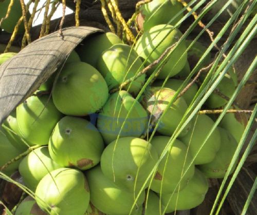 Natural Fresh Tender Coconut, For Freshness, Easily Affordable, Color : Green