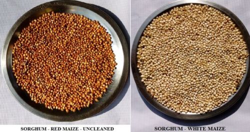 Sorghum - White & Red - Jowar - Cholam