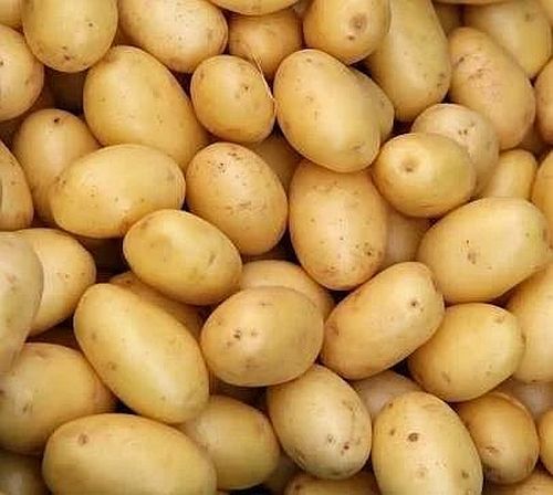 Organic Fresh Potato, For Cooking, Packaging Size : 20 Kg