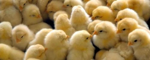 Live Broiler Chicks