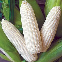 Organic White Corn Maize, Shape : Round
