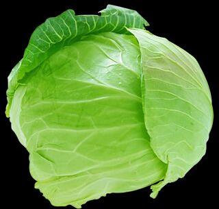 Oval Organic Fresh Cabbage, Color : Green