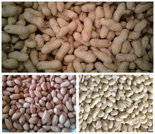Groundnut, Country of Origin : India