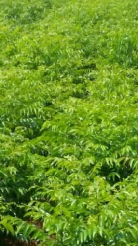 Curry leaves, Application : Medicine Use