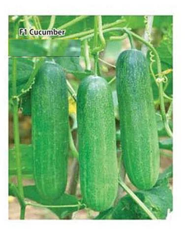 Hybrid Cucumber Seed