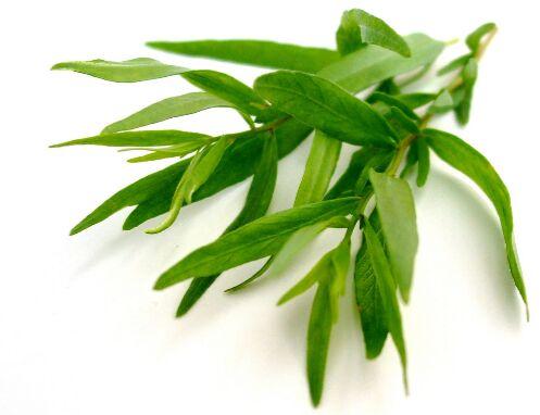 Tarragon