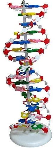 Plastic DNA Model, For School/hospital/clinic