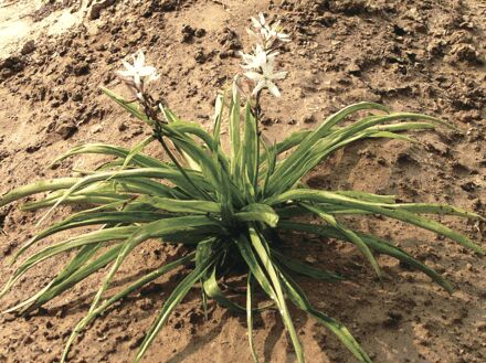 Safed Musli Plants