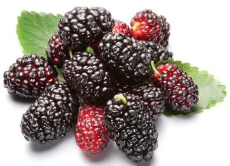 Mulberry Leaf Extract