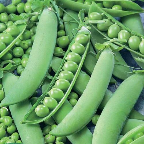 PJS Seeds Green Peas, Packaging Type : Jute Bags, Plastic Packets