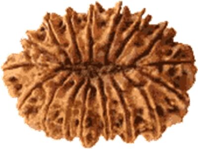 17 Mukhi Rudraksha