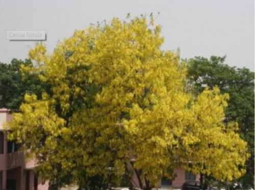 Cassia fistula