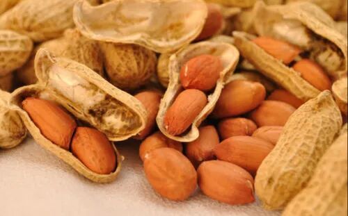 Groundnut seeds, Packaging Type : PP Bag, Packaging Size : 50 kg