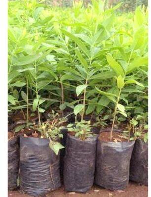 White Sandalwood Plant