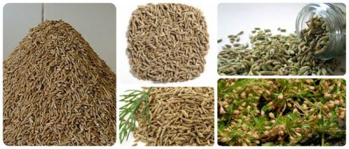 Cumin seeds, Packaging Size : 50kg