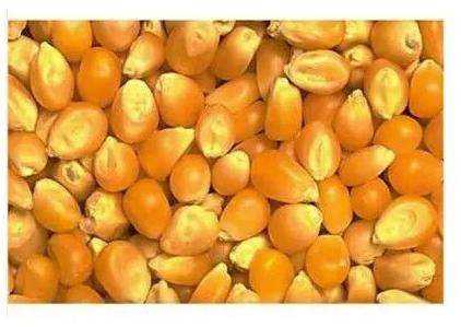 Yellow Maize Corn, Packaging Type : Gunny Bag