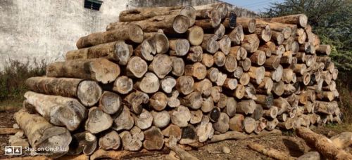 Non Polished Wooden Bandhan Timber Logs, For Making Furniture, Flooring, Kitchen Cabinets, Staires, Doors