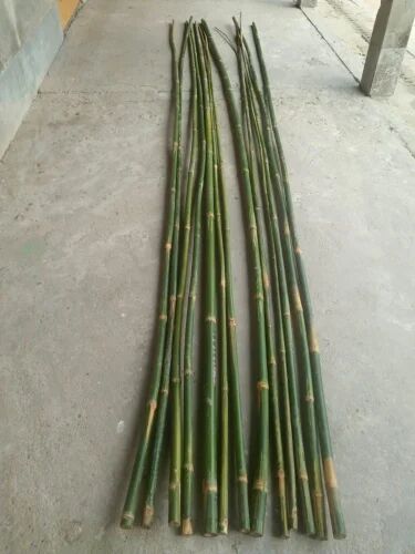 Green Long Round Bamboo Poles